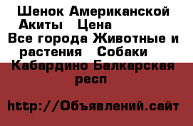 Шенок Американской Акиты › Цена ­ 35 000 - Все города Животные и растения » Собаки   . Кабардино-Балкарская респ.